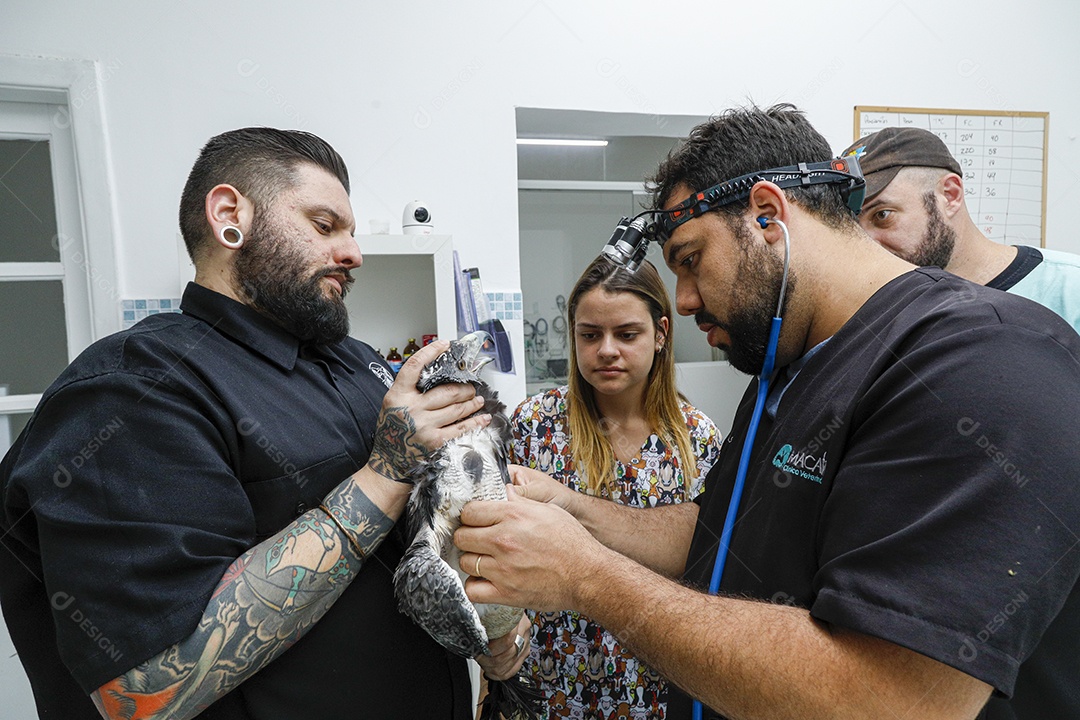 Pessoas veterinárias cuidando de ave