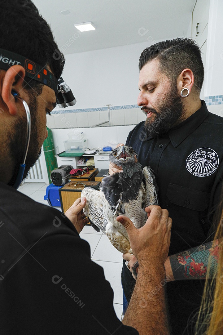 Pessoas veterinárias cuidando de ave