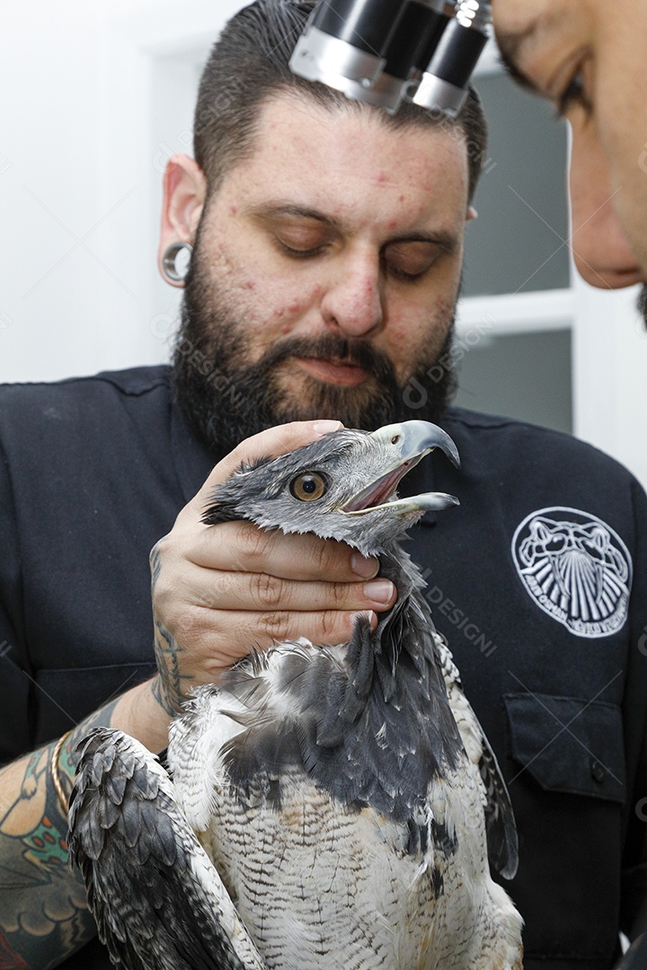 Pessoas veterinárias cuidando de ave