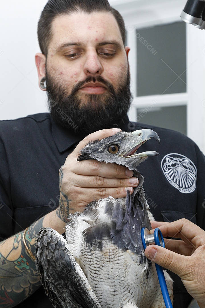 Pessoas veterinárias cuidando de ave