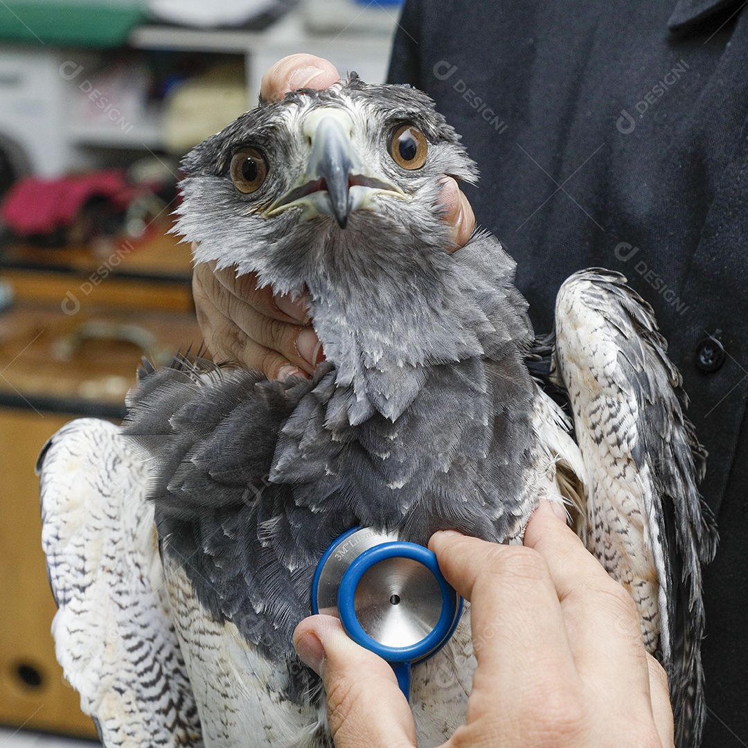 Pessoas veterinárias cuidando de ave