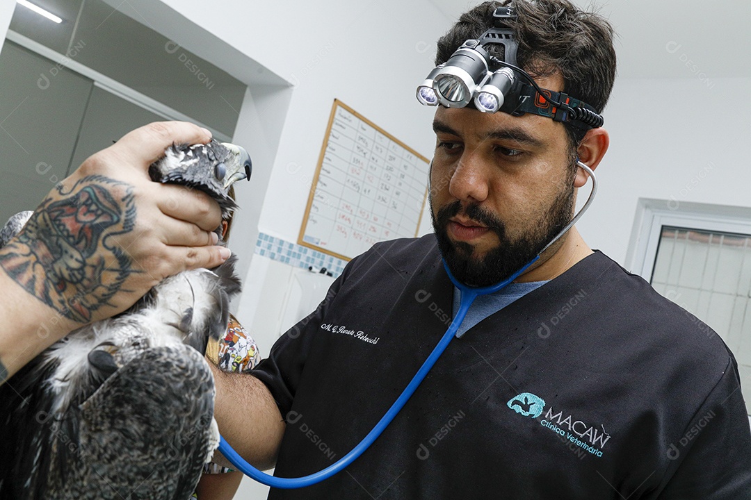 Pessoas veterinárias cuidando de ave