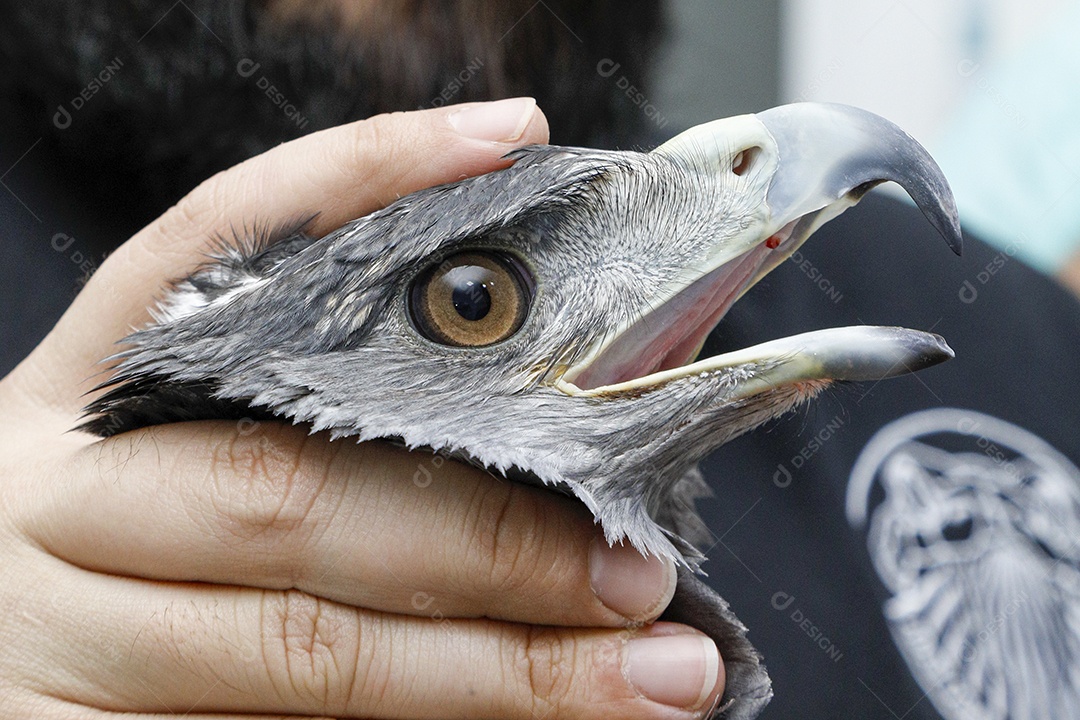 Pessoas veterinárias cuidando de ave