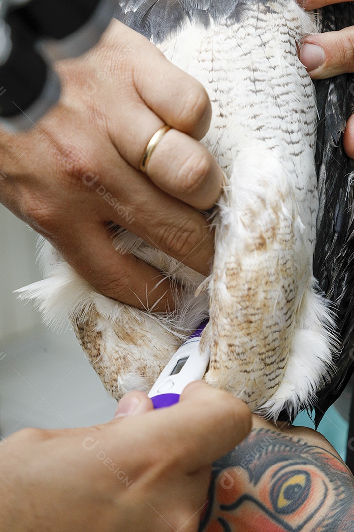 Pessoas veterinárias cuidando de ave