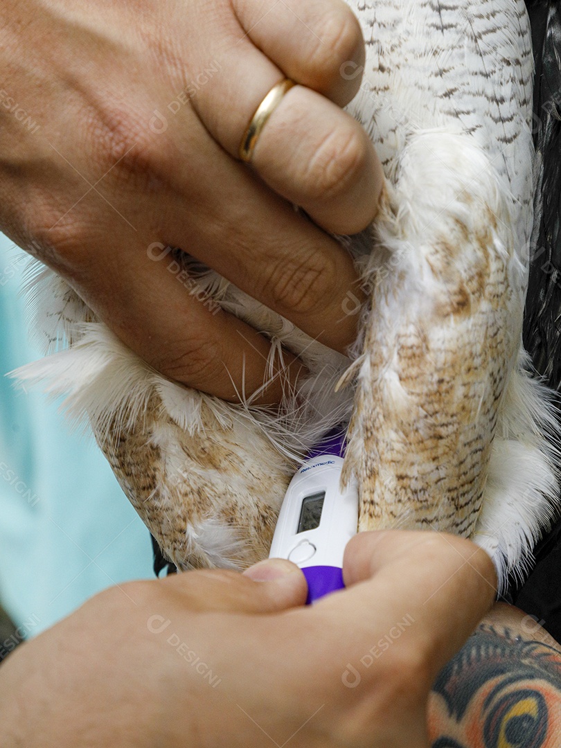 Pessoas veterinárias cuidando de ave