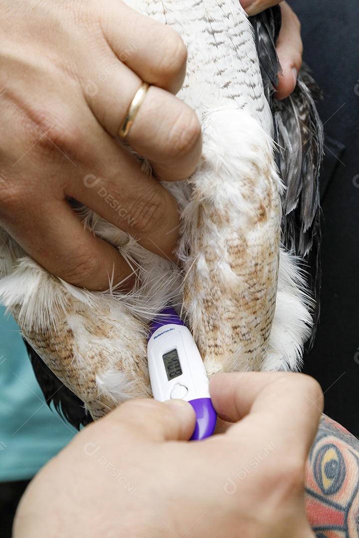 Pessoas veterinárias cuidando de avePessoas veterinárias cuidando de ave