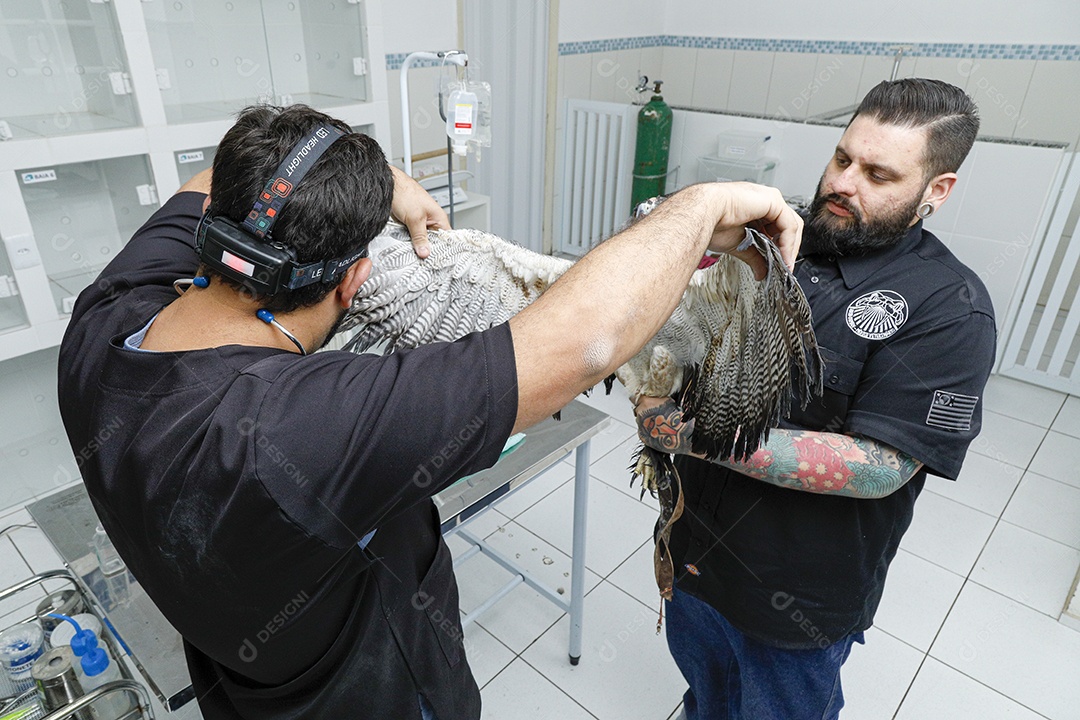Pessoas veterinárias cuidando de ave