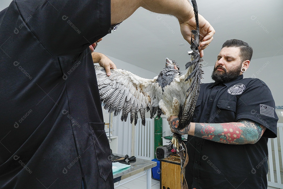 Pessoas veterinárias cuidando de ave