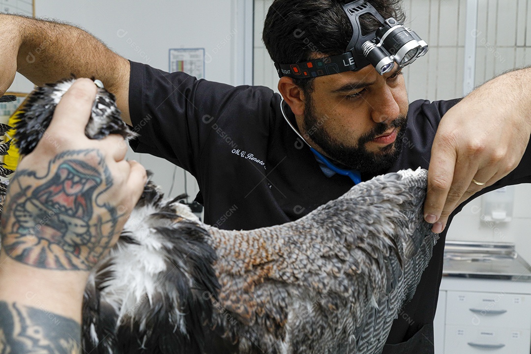 Pessoas veterinárias cuidando de ave