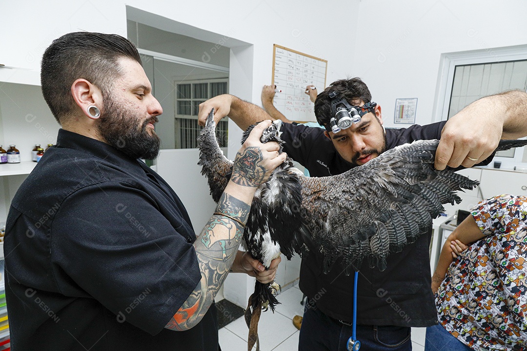 Pessoas veterinárias cuidando de ave