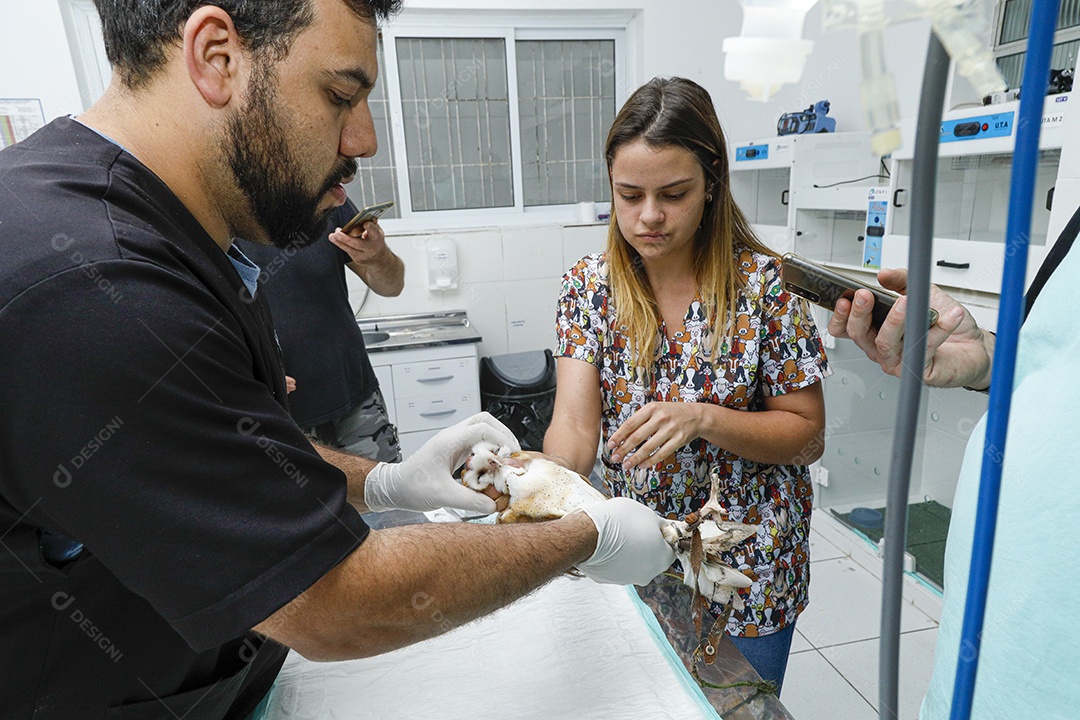 Pessoas veterinárias cuidando de pássaro ave machucada