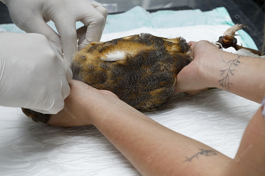 Pessoas veterinárias cuidando de pássaro ave machucada