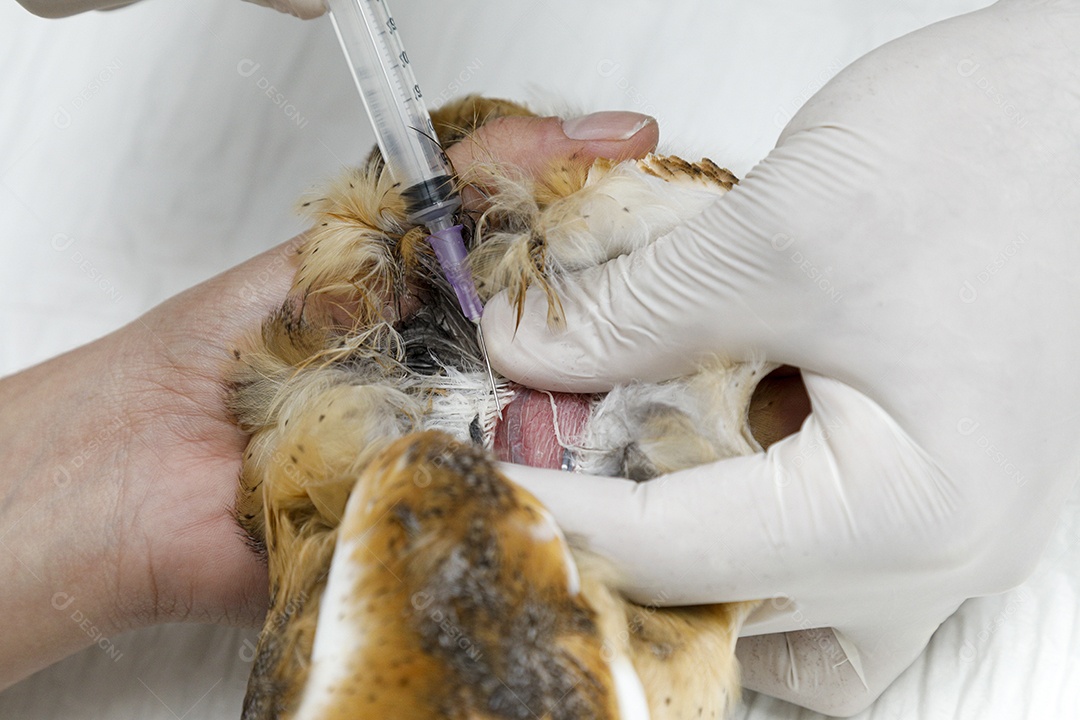 Ave machucada sendo cuidado por veterinários