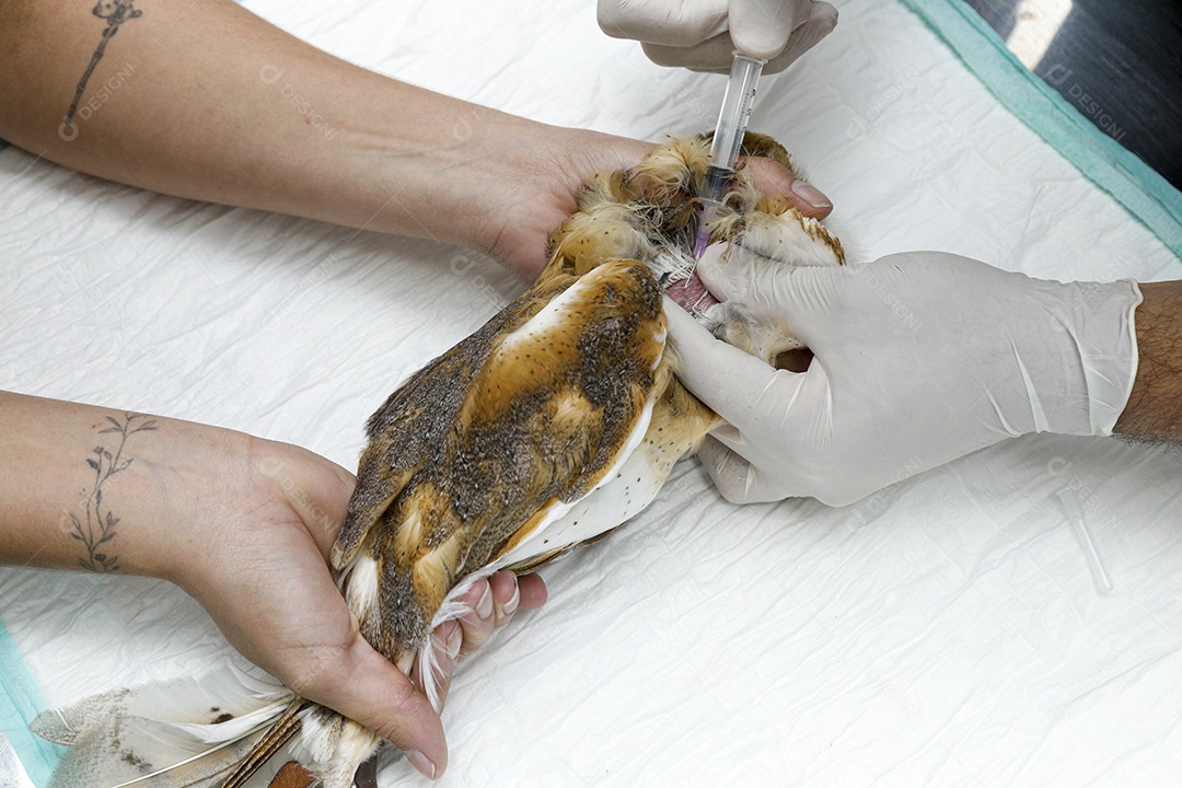 Ave machucada sendo cuidado por veterinários