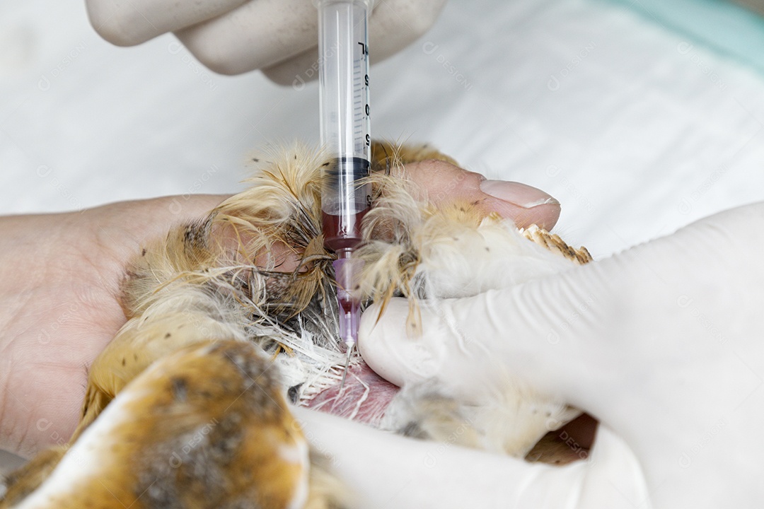 Ave sendo cuidada por veterinários