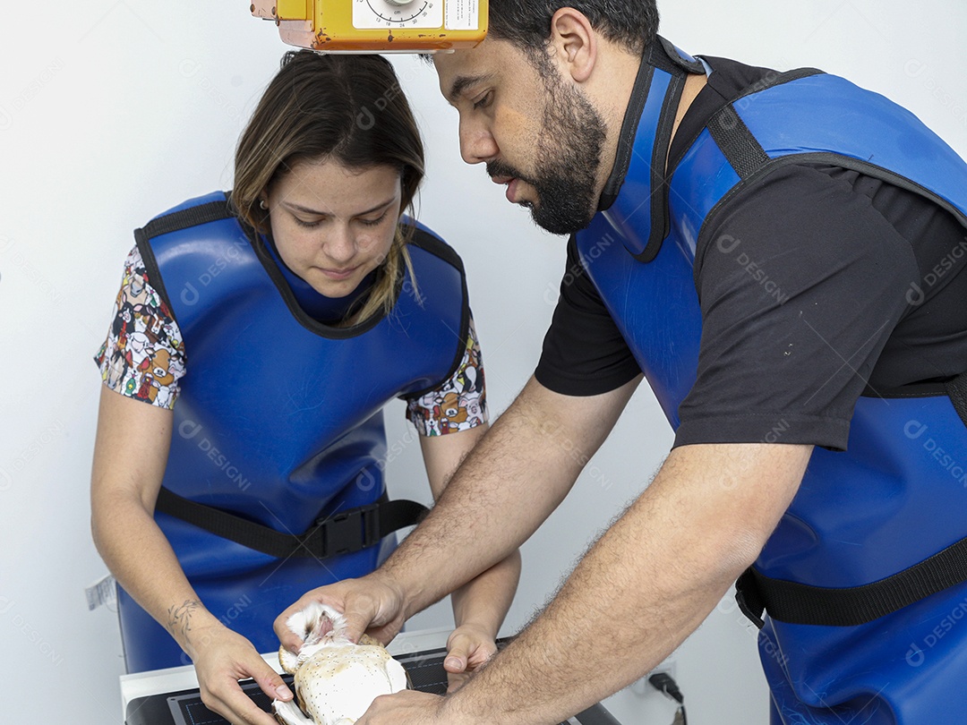 Ave sendo cuidada por veterinários