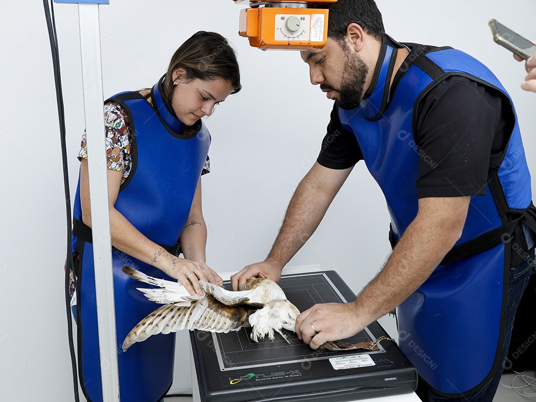 Ave sendo cuidada por veterinários