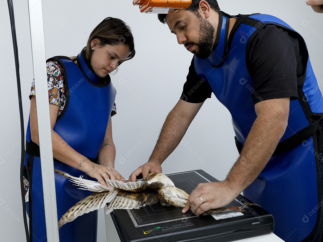 Ave sendo cuidada por veterinários