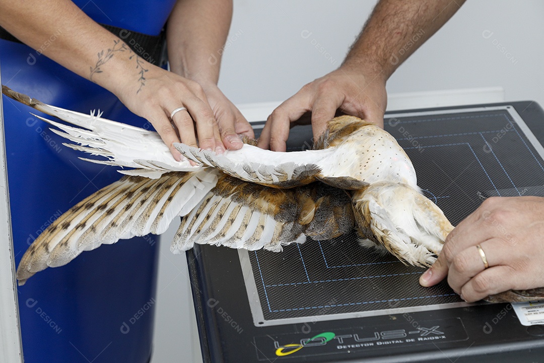 Ave sendo cuidada por veterinários