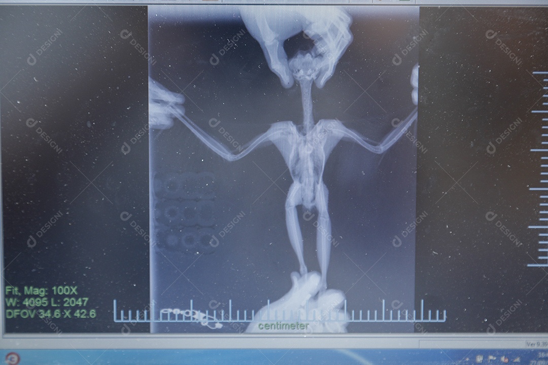 Tela de Raio X sobre clinica veterinários