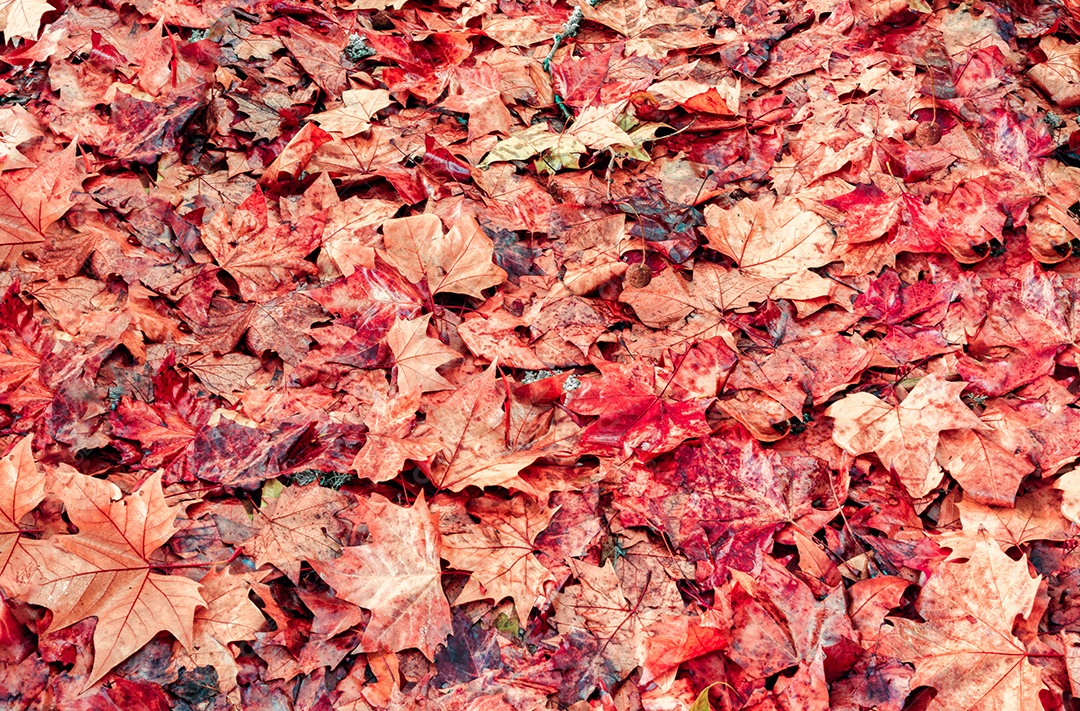Laranja deixa de textura de folhagem amarela de outono