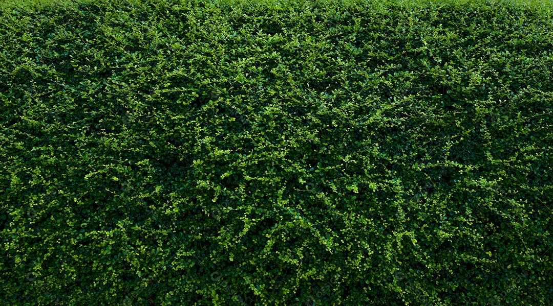 Pequenas folhas verdes em fundo de textura de parede de cobertura.