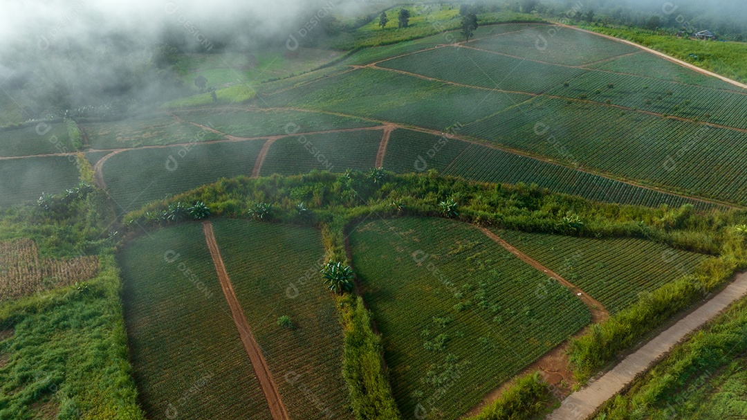 Mar de neblina e nevoeiro no fundo da natureza da montanha.