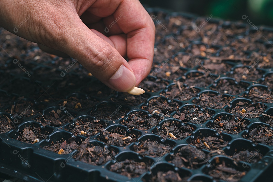 Plantando sementes, legumes e frutas em bandejas de plantio.