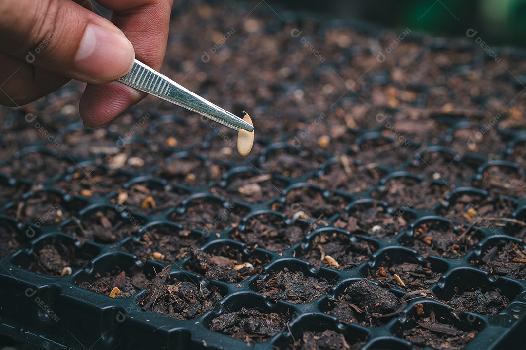 Plantando sementes, legumes e frutas em bandejas de plantio.