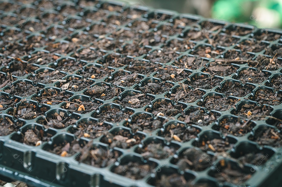 Plantando sementes, legumes e frutas em bandejas de plantio.