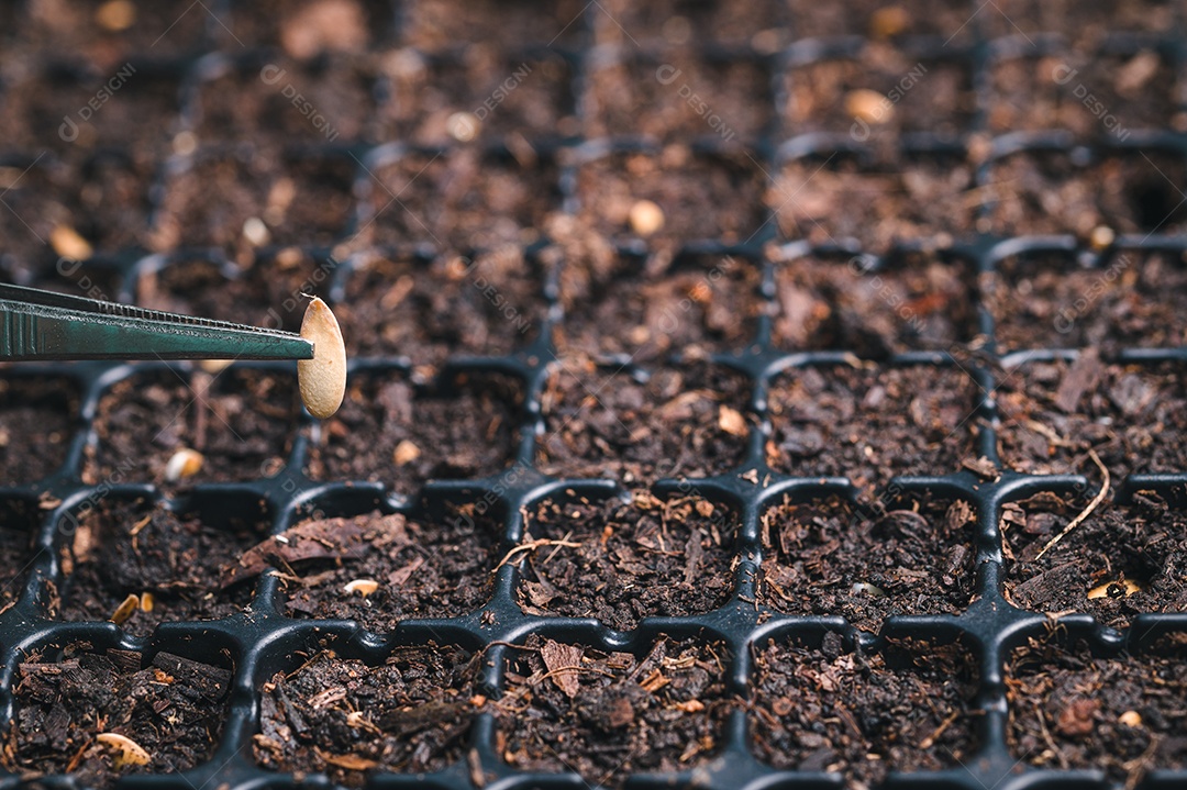 Plantando sementes, legumes e frutas em bandejas de plantio.