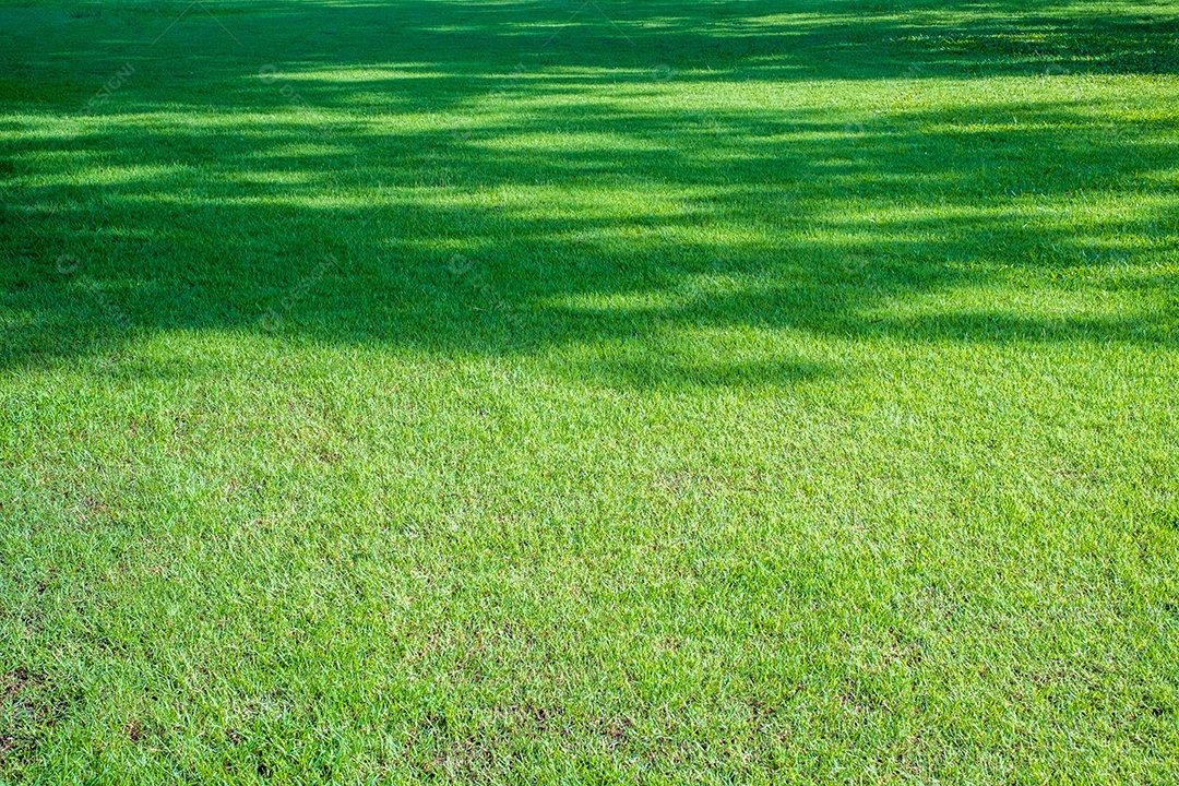 Sombra de uma grande árvore no gramado verde, luz do sol da manhã