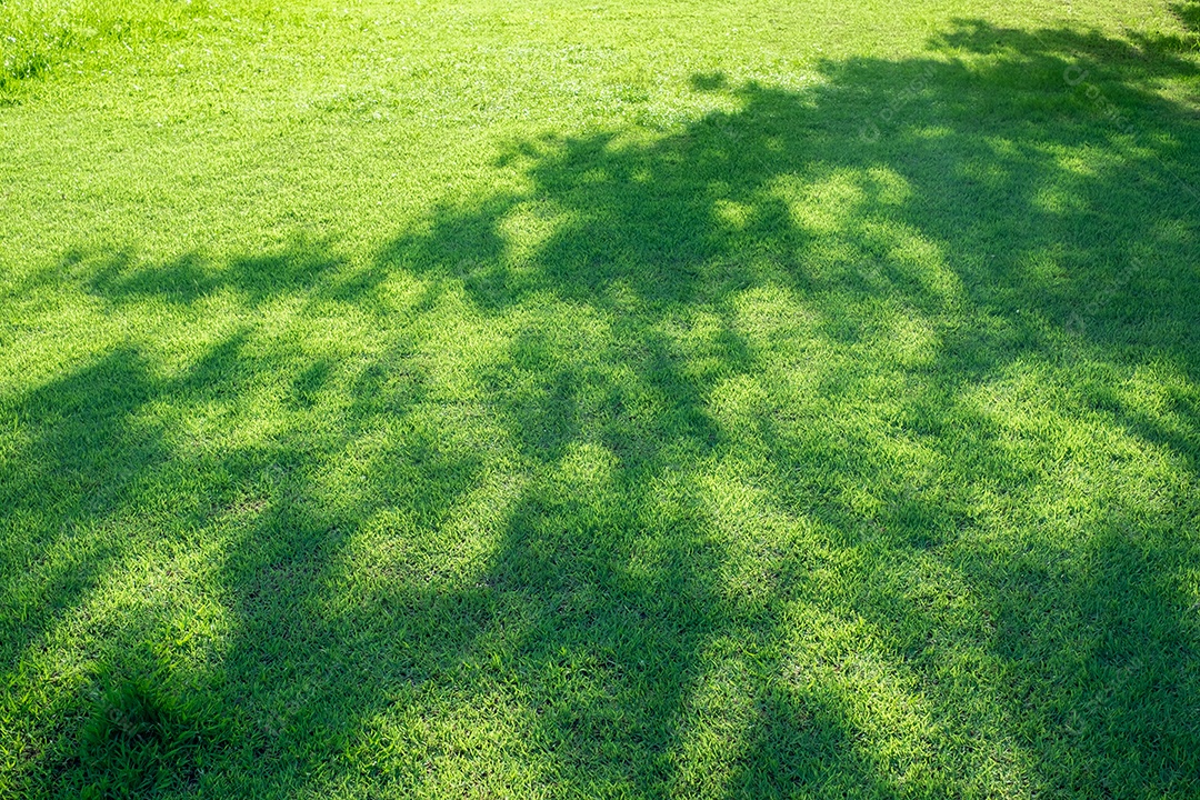 Sombra de uma grande árvore no gramado verde, luz do sol da manhãc