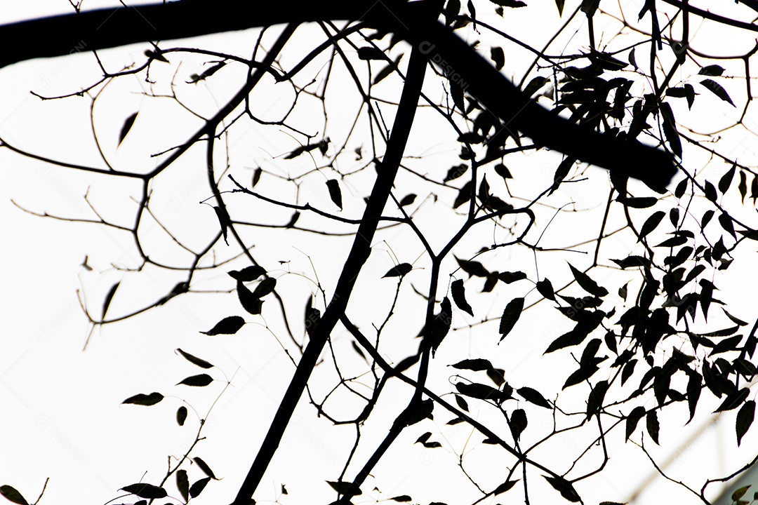 Silhueta de um galho de árvore no Rio de Janeiro.