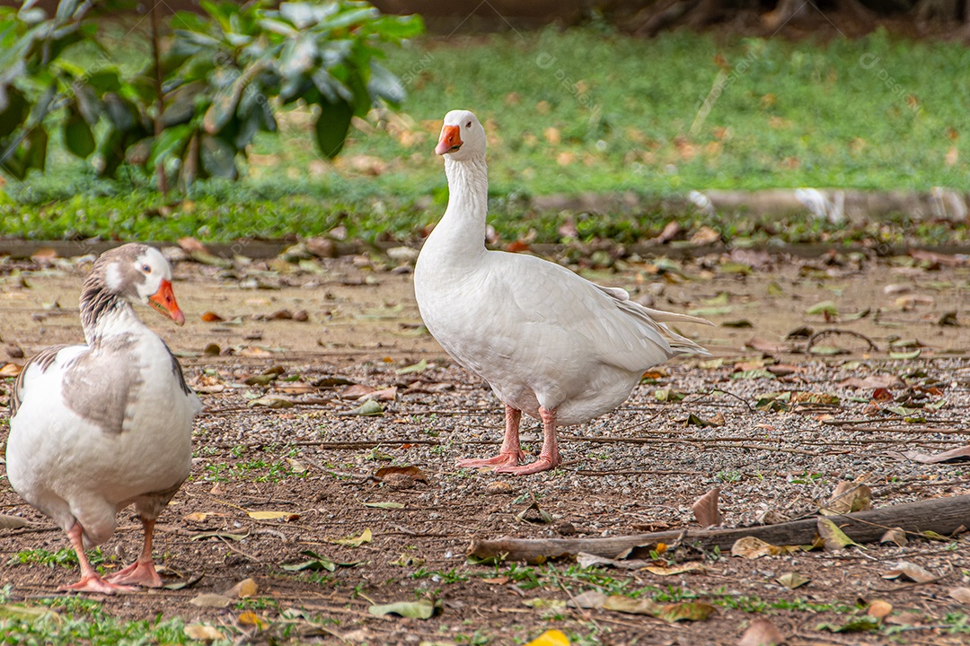 Patos selvagens ao ar livre em uma praça no Rio de Janeiro.