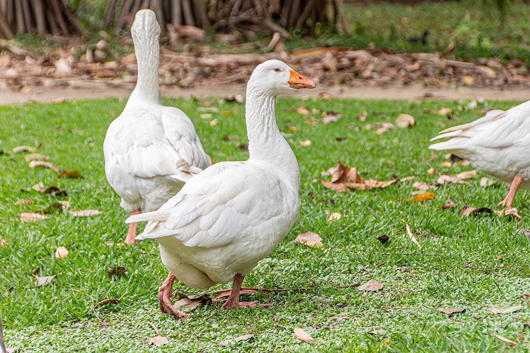 Patos selvagens ao ar livre em uma praça no Rio de Janeiro.