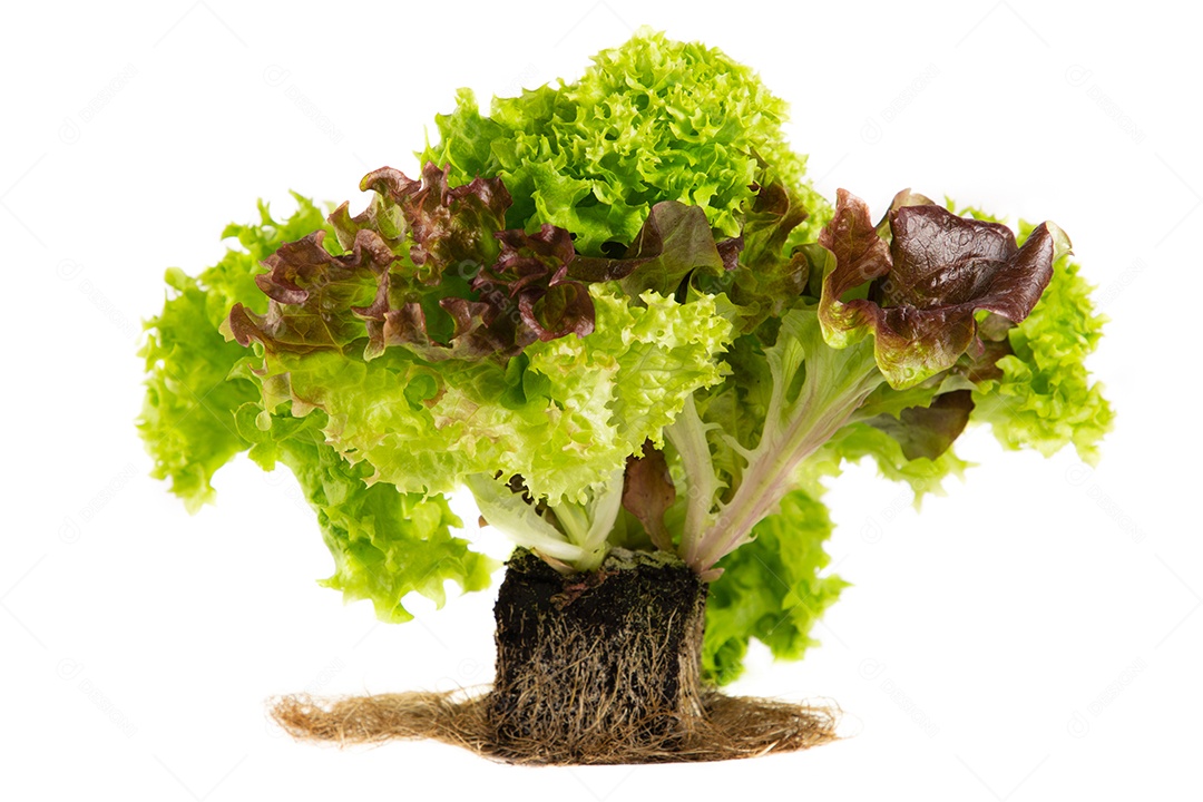 Salada de legumes bio-orgânicos. Bom para a saúde. Dieta em fundo branco.