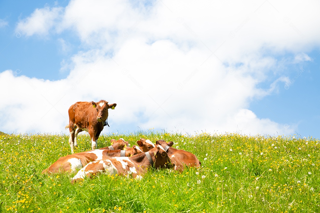 Vista paisagística de Gantrischseeli no parque natural da Suíça, cenário natural com grupo de vacas leiteiras marrons dormindo na grama verde.