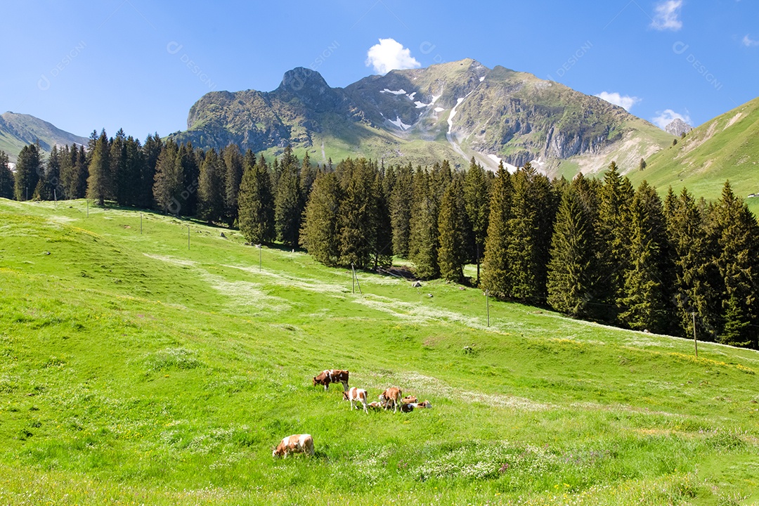 Vista paisagística de Gantrischseeli no parque natural da Suíça, cenário natural com grupo de vacas leiteiras marrons dormindo na grama verde.