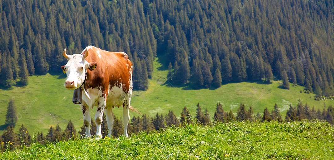 Vista paisagística de Gantrischseeli no parque natural da Suíça, cenário natural com grupo de vacas leiteiras marrons dormindo na grama verde.