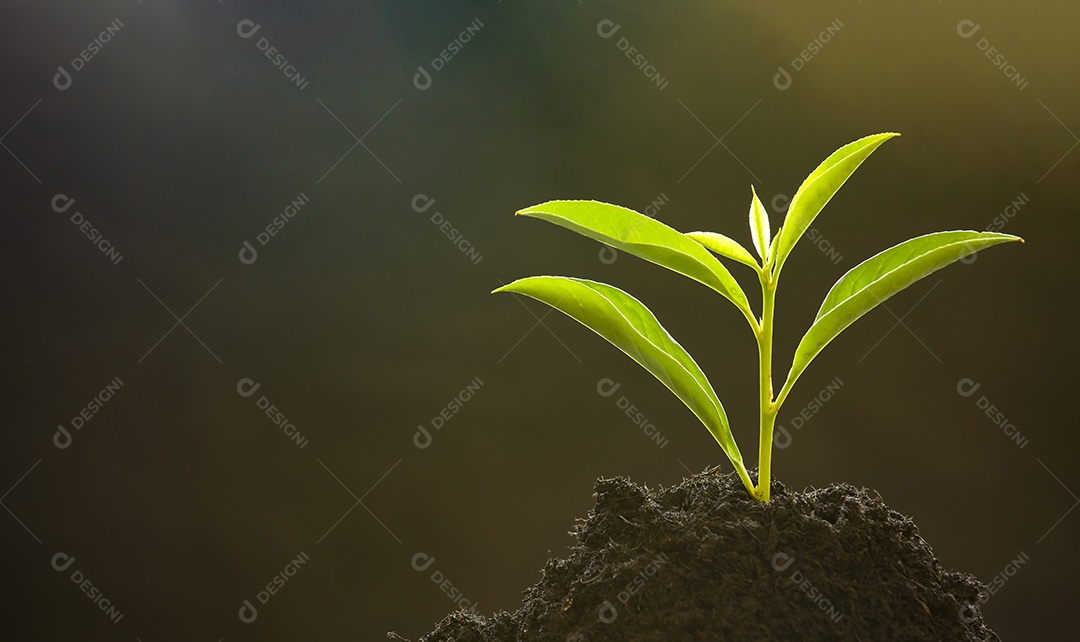 Pequenas árvores novas ou folhas com folhas verdes no solo, o ambiente da natureza