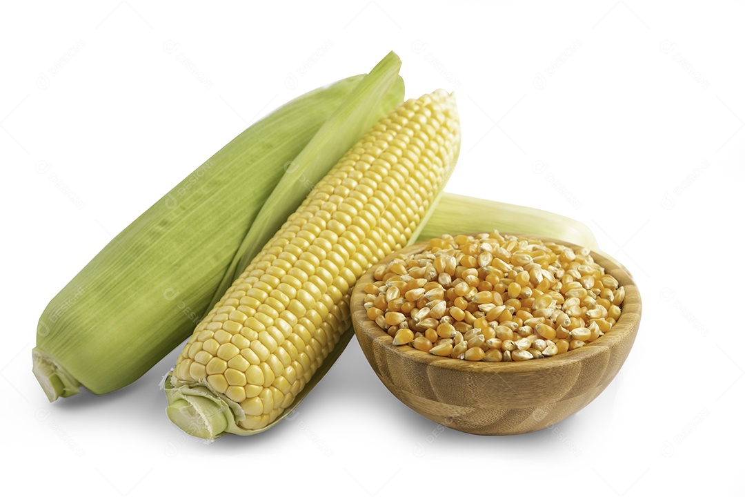 Milho fresco com folhas e grãos de milho isolados em fundo branco, salvo com traçado de recorte