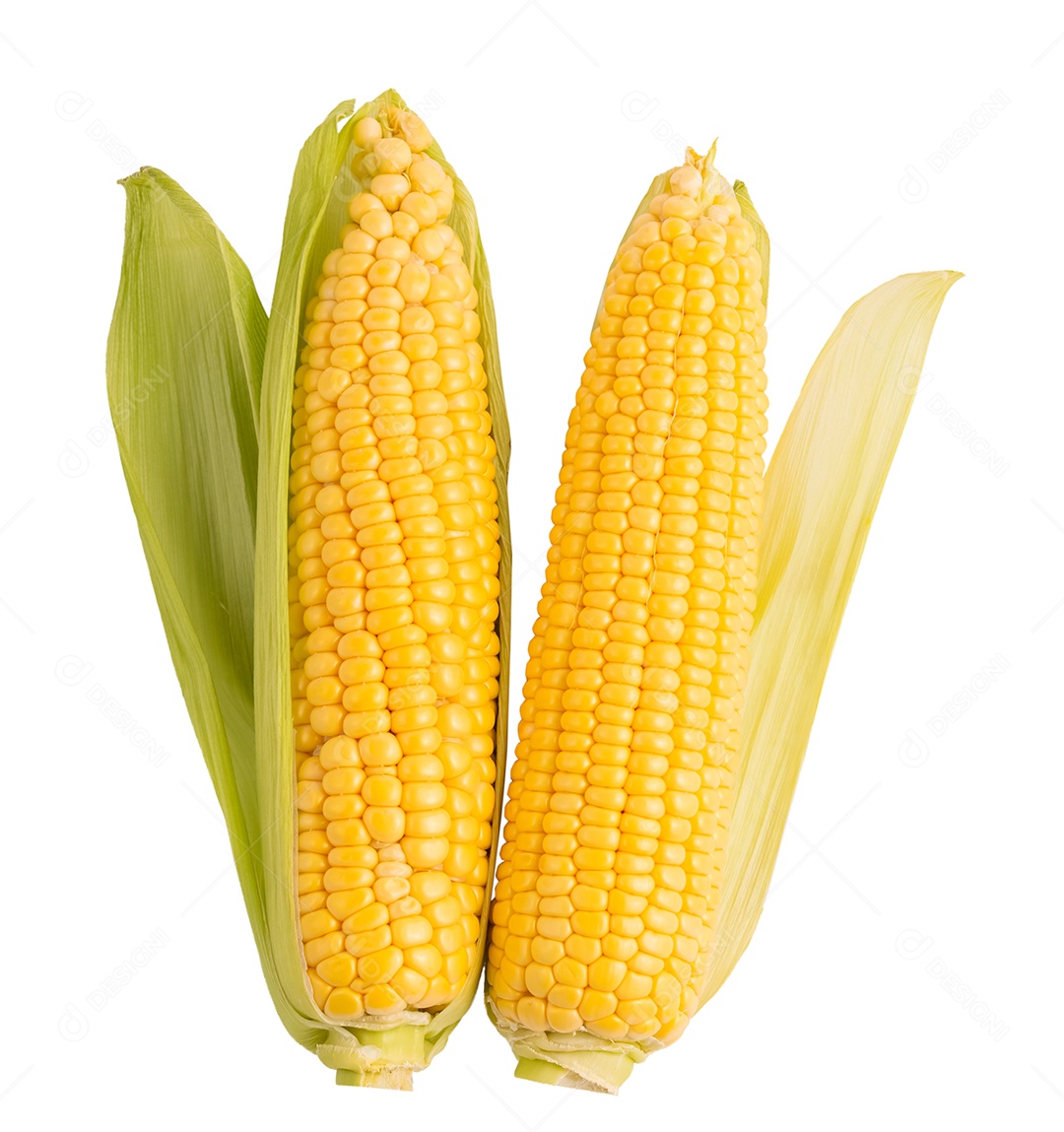 Grupo de grãos de milho secos com milho fresco no fundo de milho de semente completo