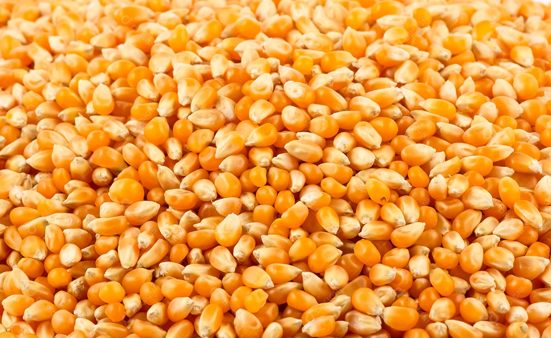 Milho fresco com folhas isoladas sobre fundo branco.