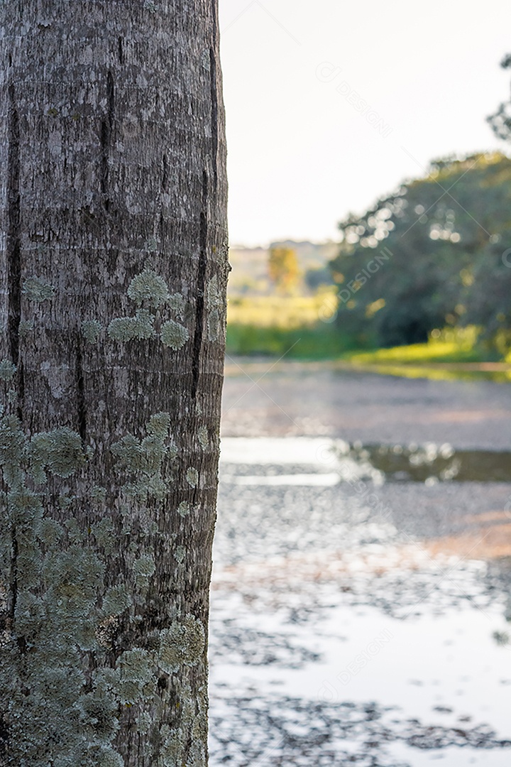 Fotos de um Parque, arvore com vista para o lago