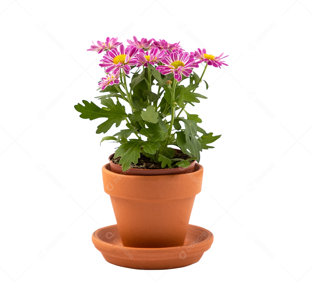 Mulher se preparando para aparar rosas vermelhas e cor de rosa e lindos arranjos de flores em casaflor crisântemo multiflora em vaso isolado para dia dos namorados ou aniversário em fundo branco com traçado de recorte.