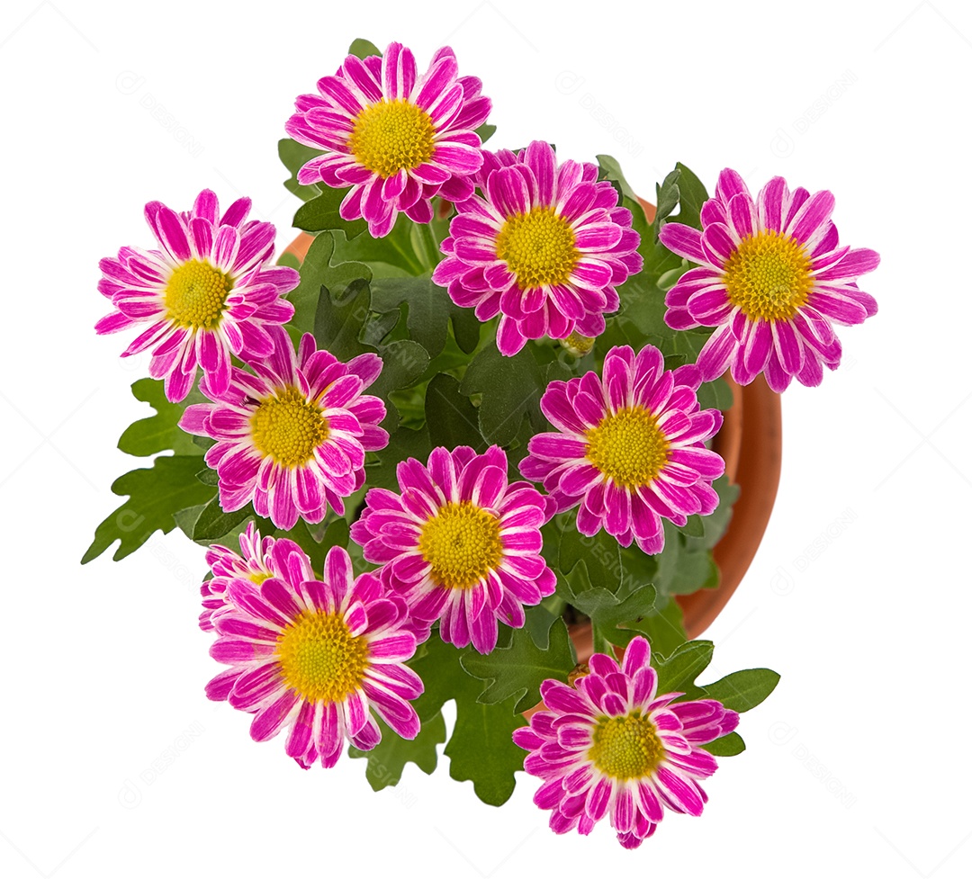 flor crisântemo multiflora em vaso isolado para dia dos namorados ou aniversário em fundo branco com traçado de recorte.