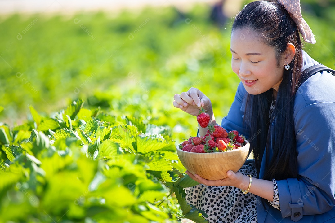 A linda mulher está colhendo morangos no jardim de frutas.
