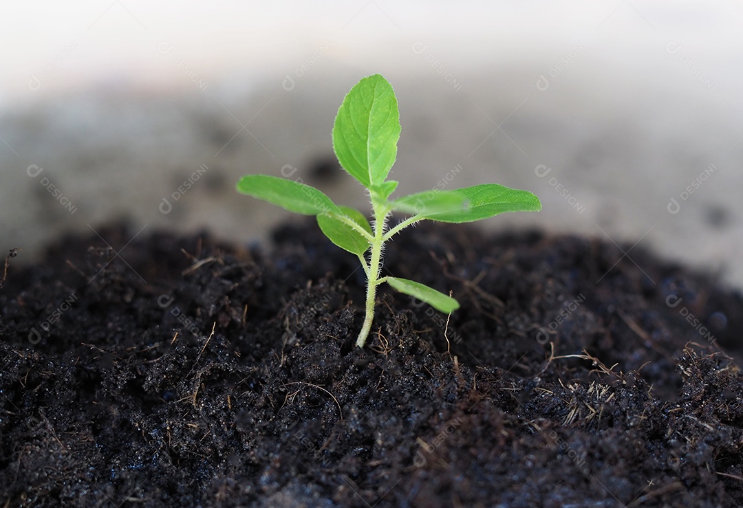 Pequenas árvores estão crescendo em solo preto em um fundo desfocado.
