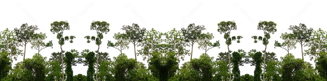 Quadro de avisos verde da floresta isolado do fundo branco.